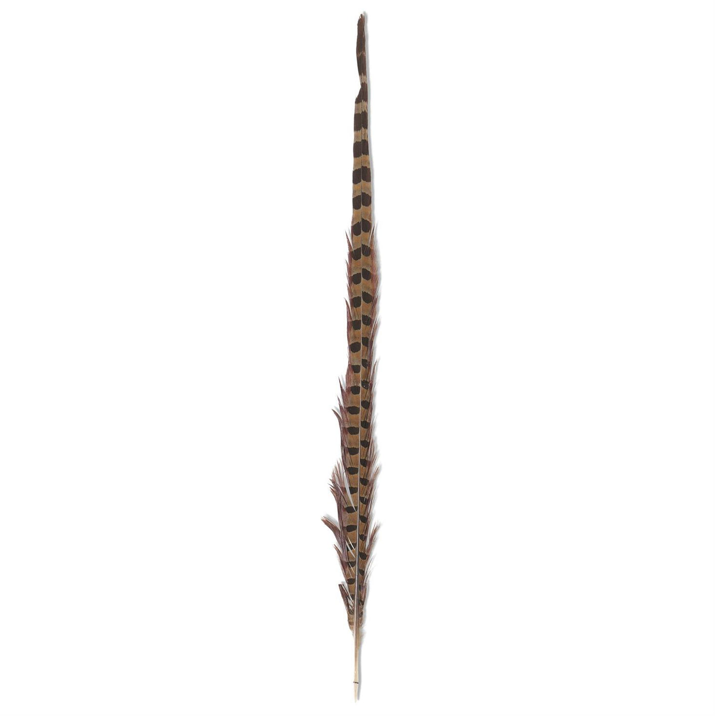 Pheasant Feathers 16-18"