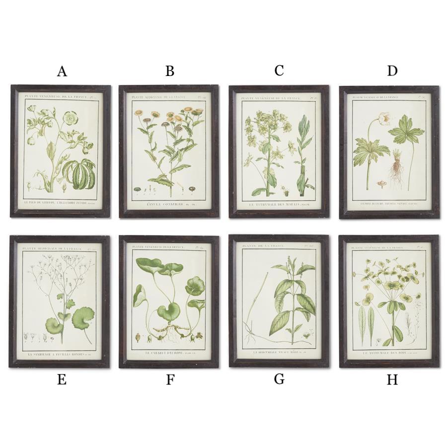 Leafy Botanical Print in Black Frame