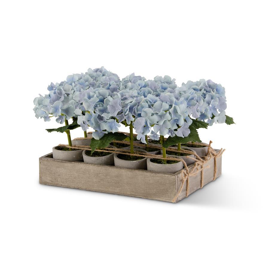 Blue Hydrangea in Pot