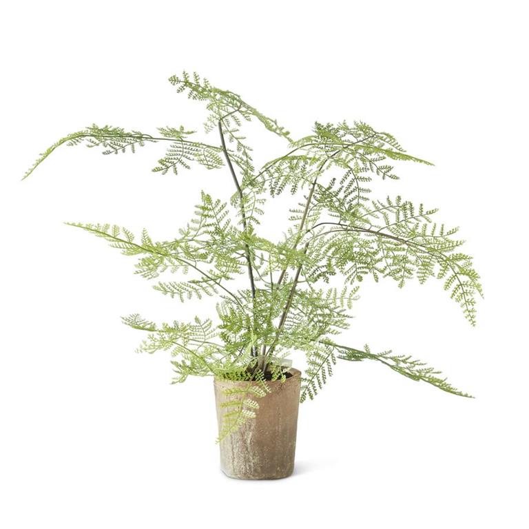 Fern in Ceramic Pot 21"