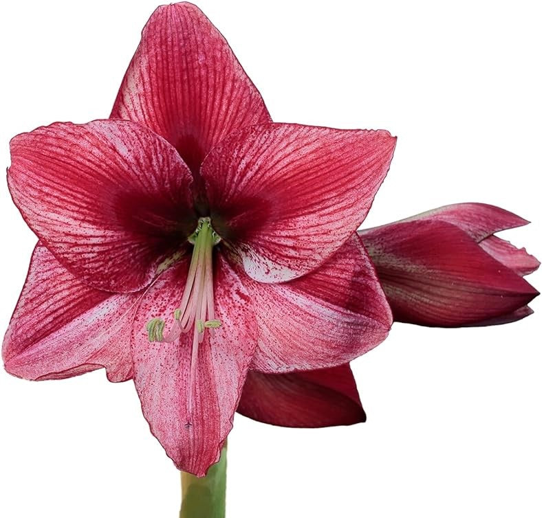 Spring Peruvian Amaryllis Bulb