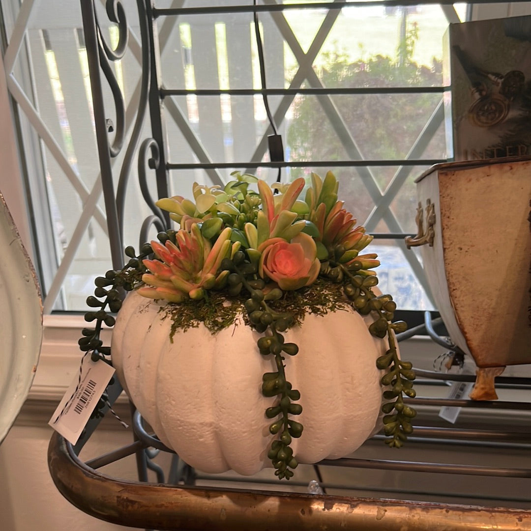 Fairytale Pumpkin with Succulents