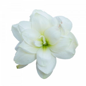 Spring Peruvian Amaryllis Bulb