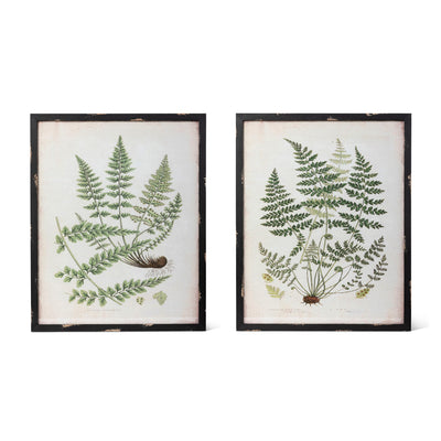 Botanical Study Fern Print