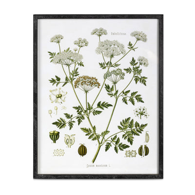 Summer Wildflower Framed Prints, 2 Assorted Styles