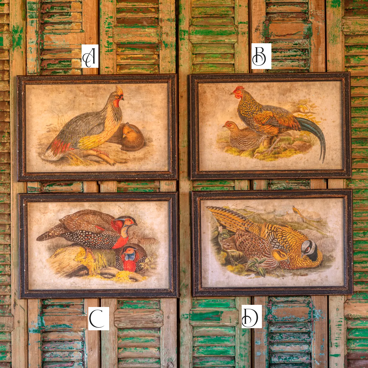 Colorful Fowl Bird Prints