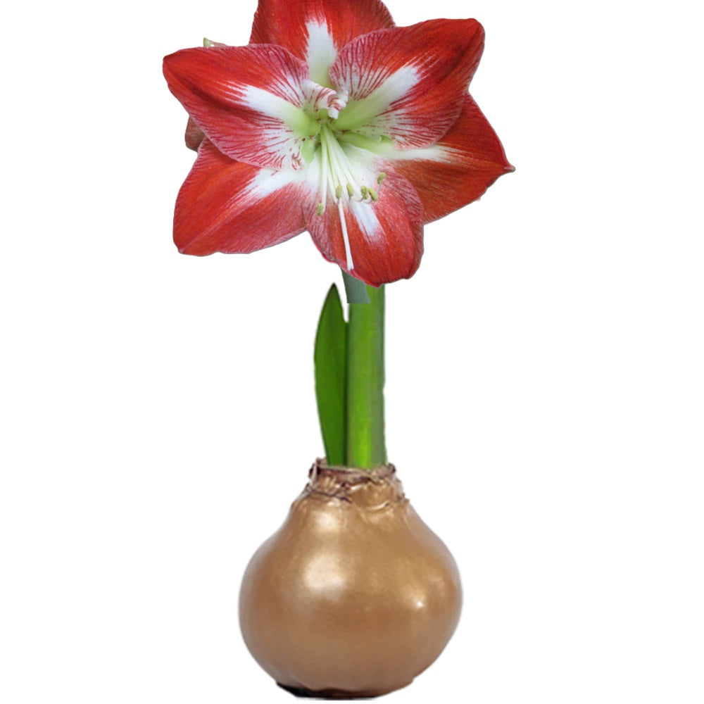 Peruvian Amaryllis Bulb