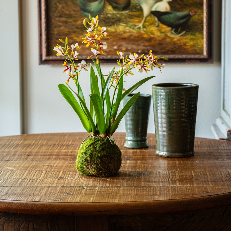 Mini Vanda Orchid in Moss Ball Large White