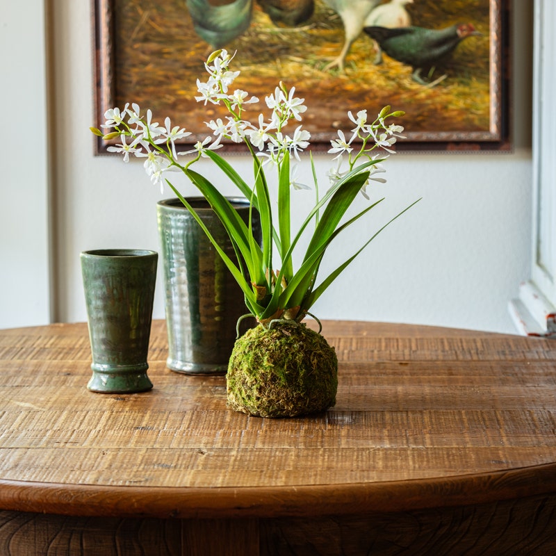 Mini Vanda Orchid in Moss Ball Large White