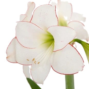 Peruvian Amaryllis Bulb