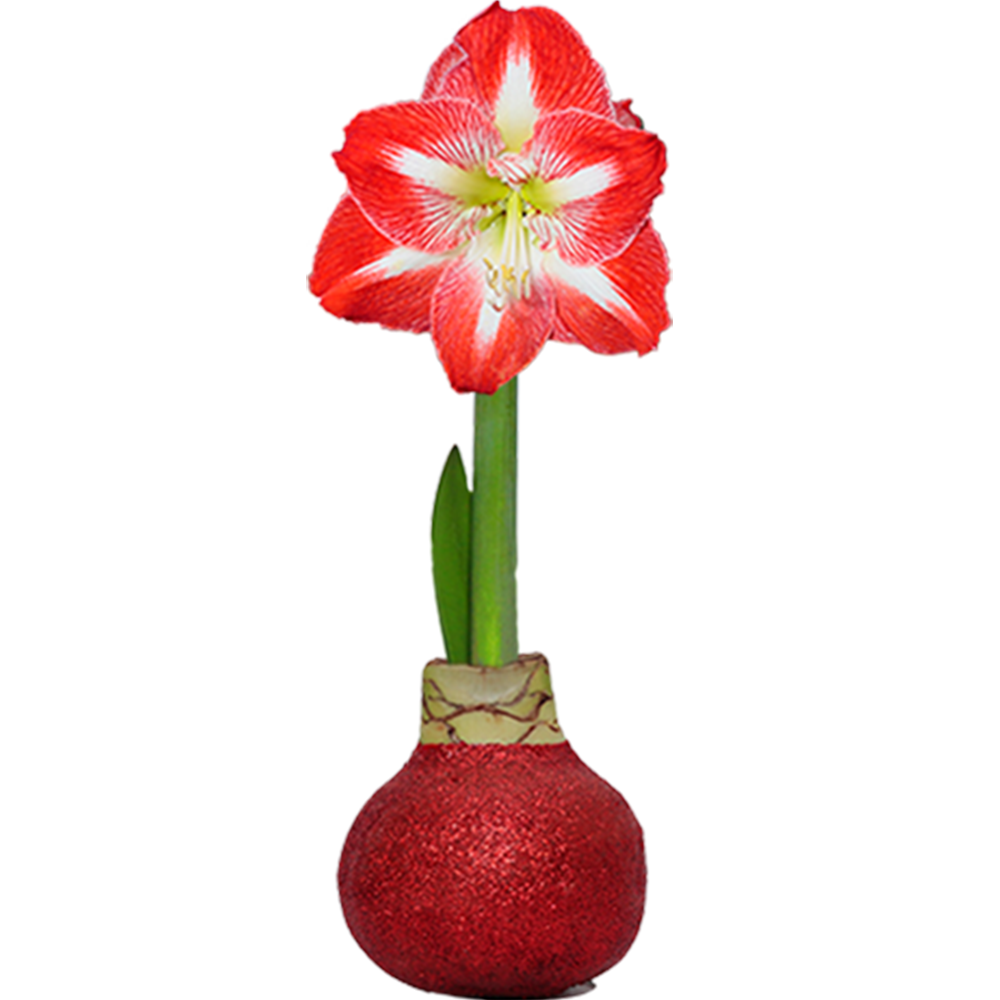 Glitter Amaryllis Bulbs