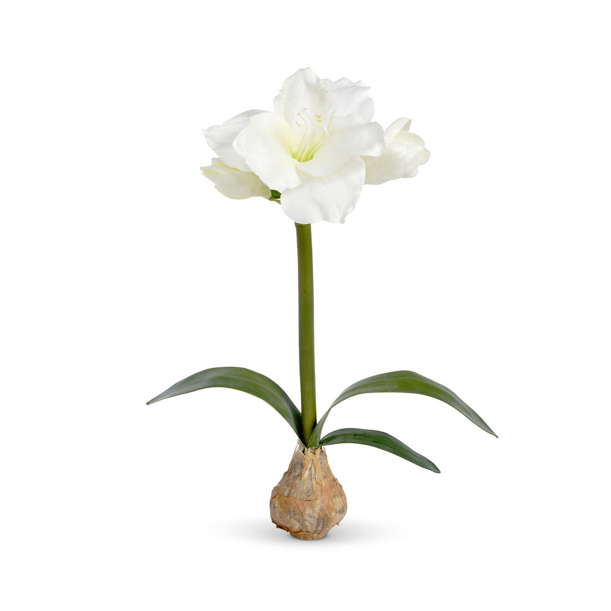 Faux Silk Amaryllis in Bulb, White