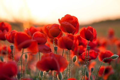 Handmade Red Poppy - Honey Candies from France