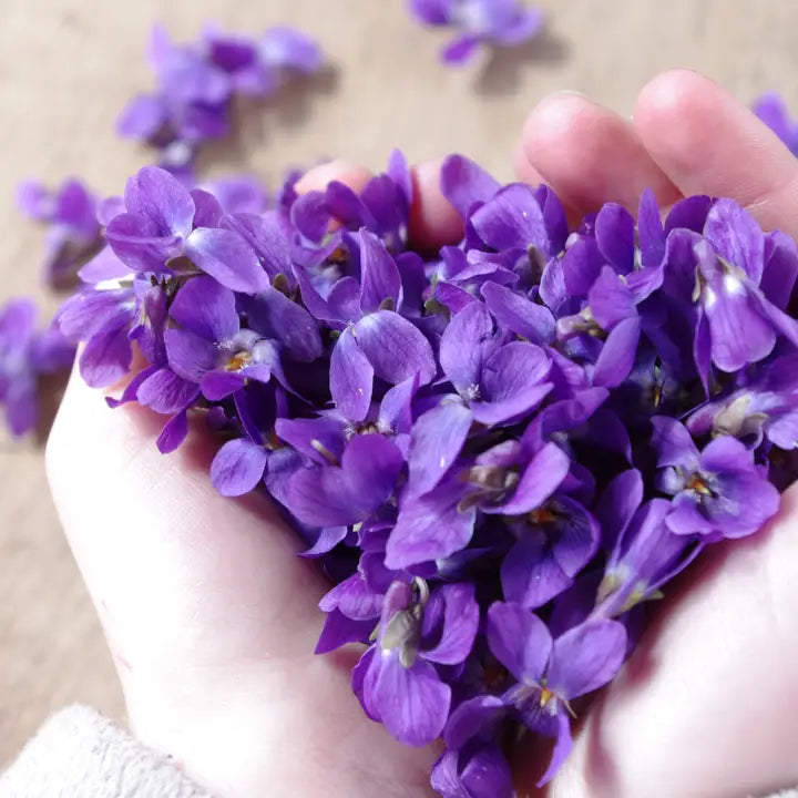 Handmade Violet Candy from France