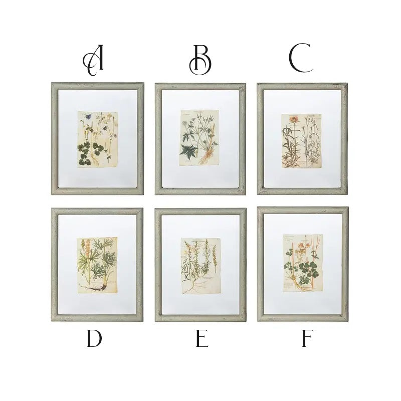 Floating Framed Botanical Prints, 6 Assorted Styles