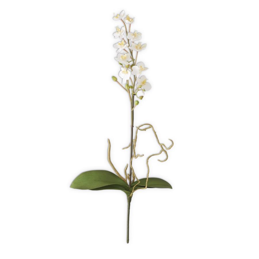 White Orchid Stem with Roots, 21"