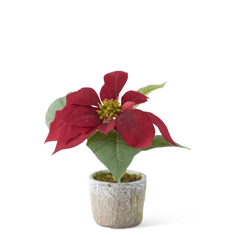 9" Red Velvet Poinsettia with Cement Pot