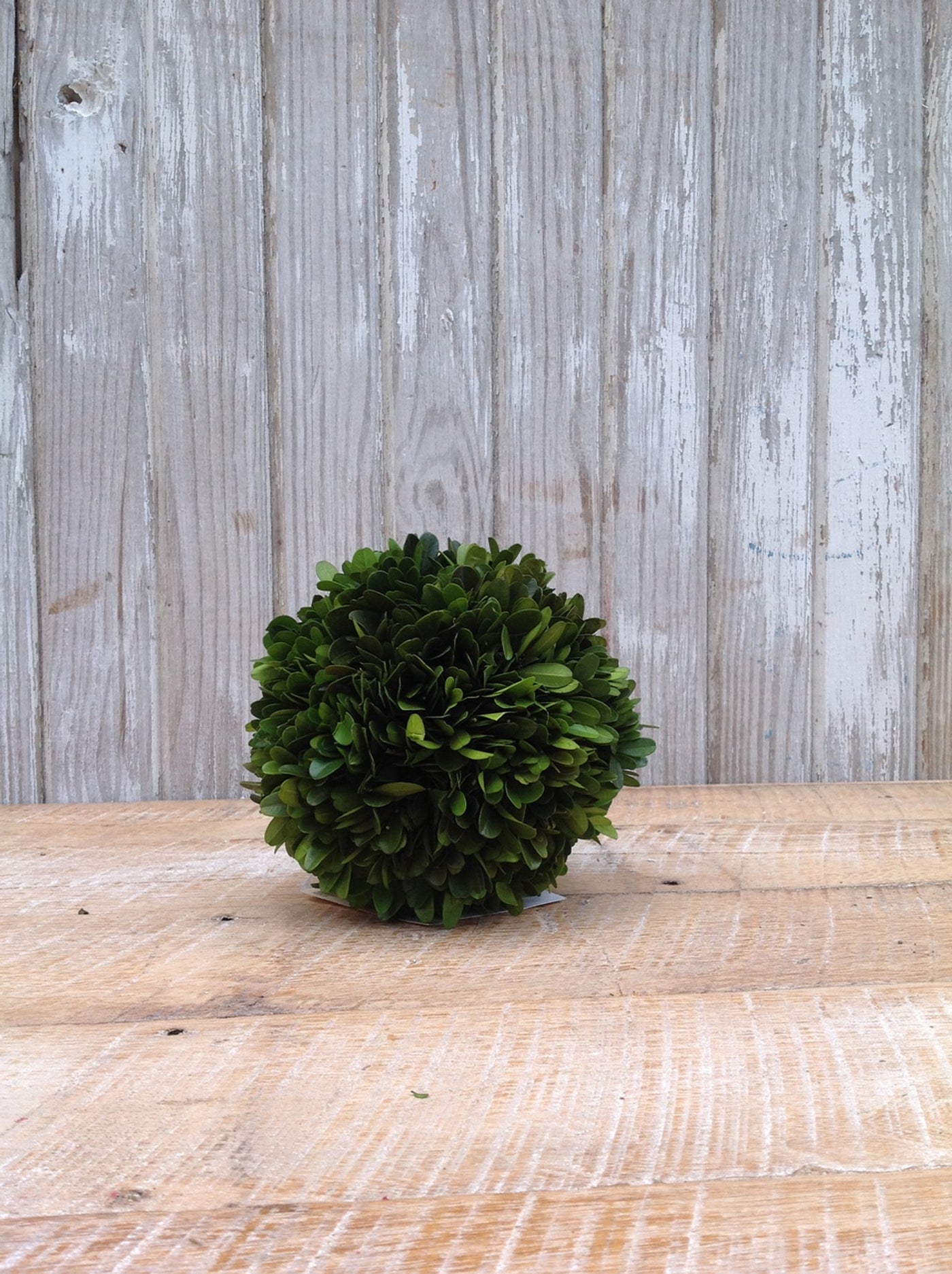 Real Preserved Boxwood - 6"