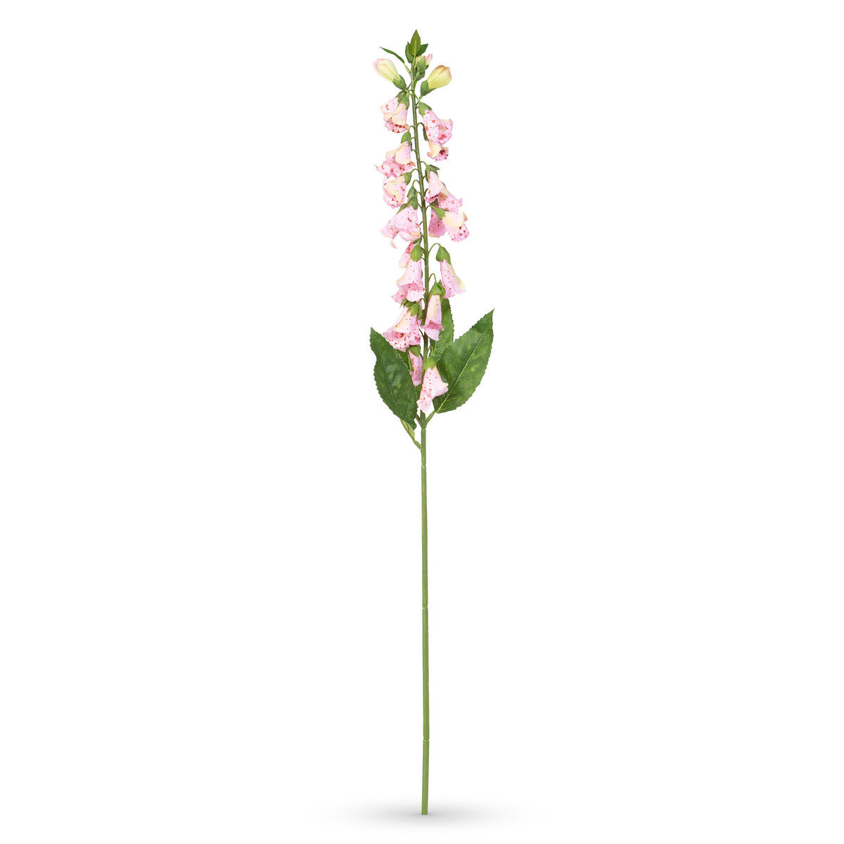 Crafted English Foxglove