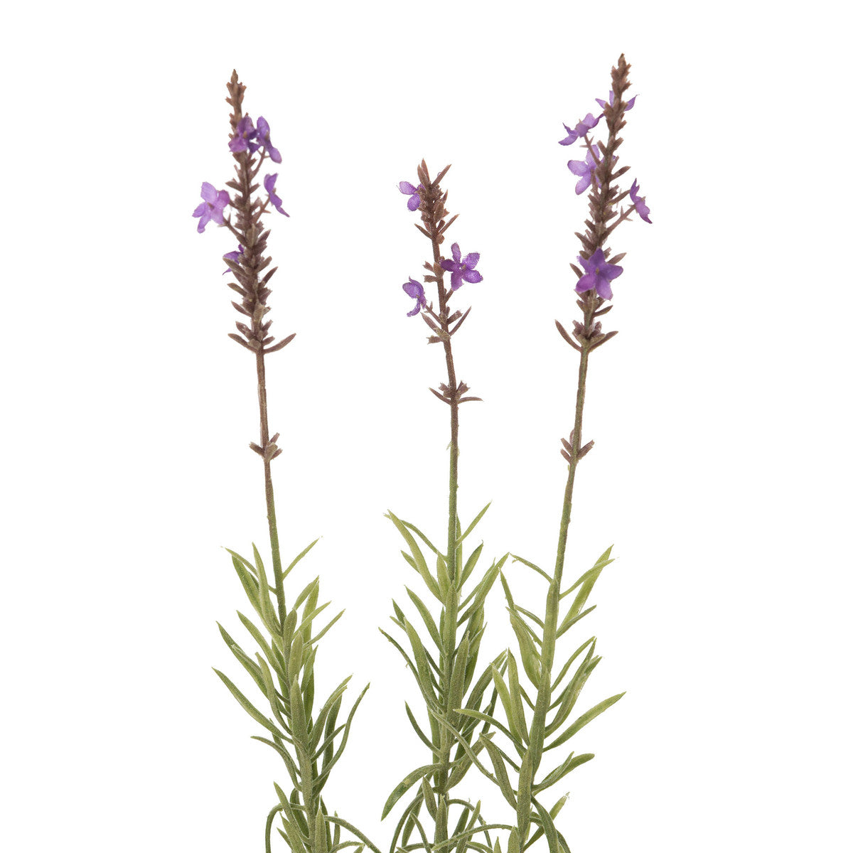 Lavender Stem