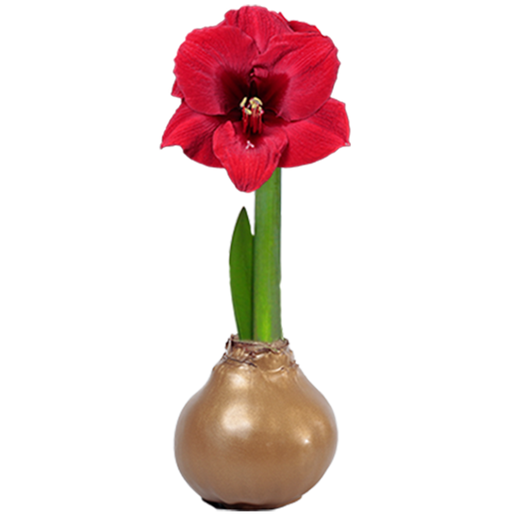 Peruvian Amaryllis Bulb