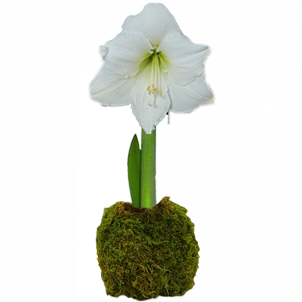 Peruvian Amaryllis Bulb