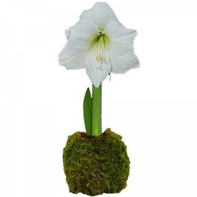 Peruvian Amaryllis Bulb