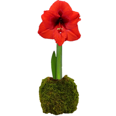 Peruvian Amaryllis Bulb