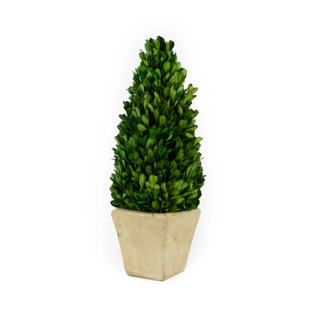 Boxwood Cone Topiary 16"
