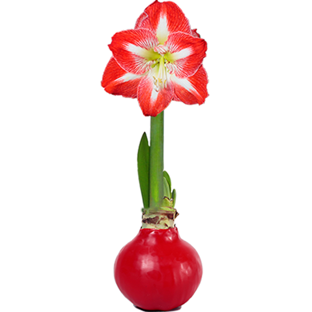 Peruvian Amaryllis Bulb