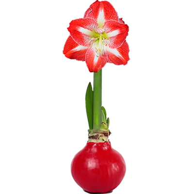 Peruvian Amaryllis Bulb