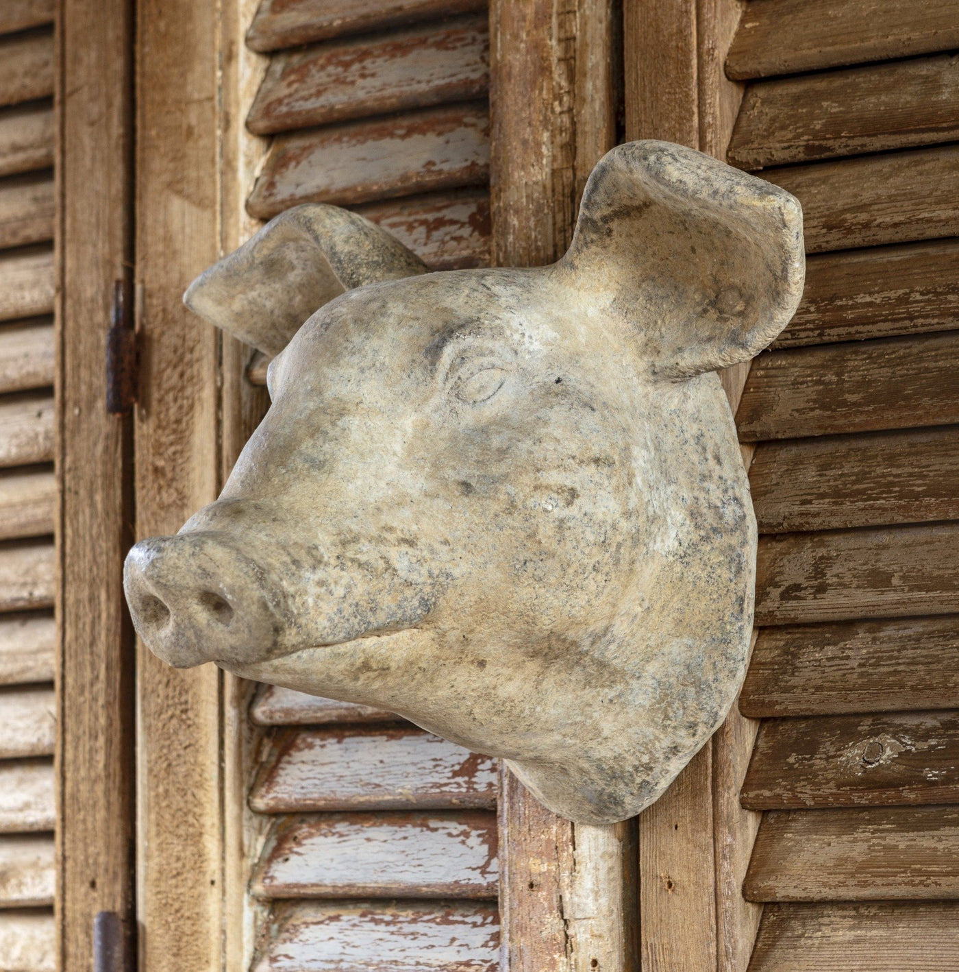 Weathered Pigs Head