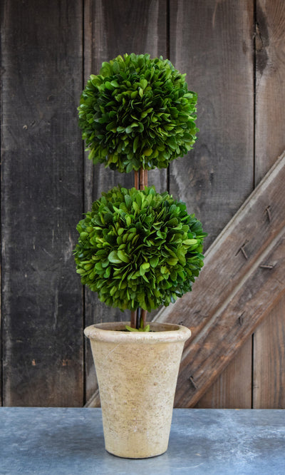 Preserved Boxwood Topiary - Double Ball - 20"