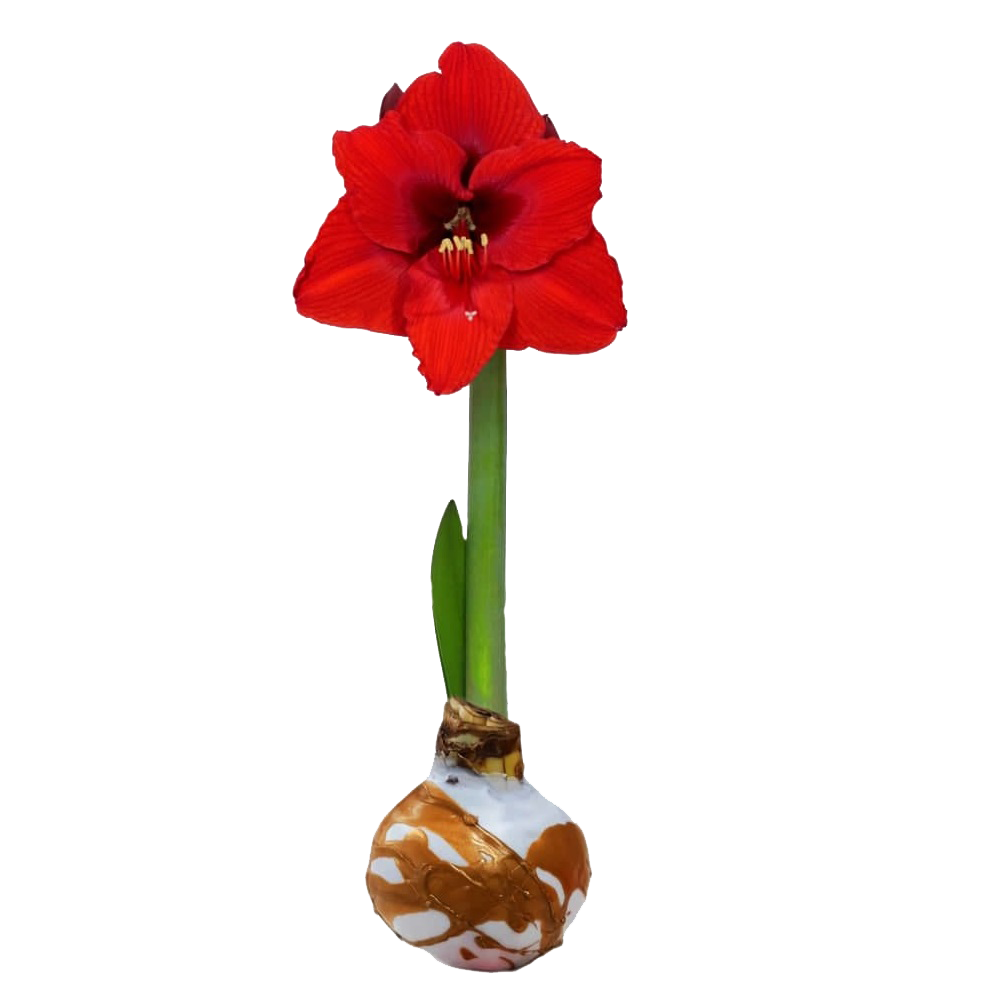 Peruvian Amaryllis Bulb