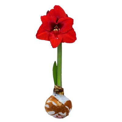 Peruvian Amaryllis Bulb